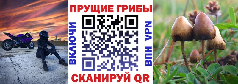 где можно купить наркотик  Подпорожье  Псилоцибиновые грибы мухоморы 